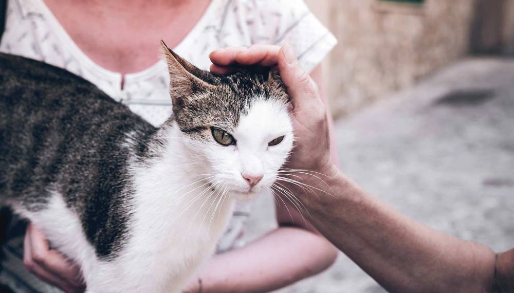 Getigerte Katze wird in einer mallorquinischen Gasse liebevoll am Kopf gestreichelt, Motiv zur traditionellen Tiersegnung auf Mallorca