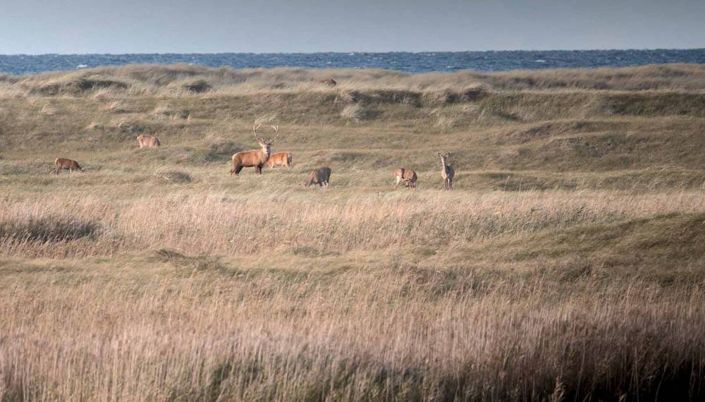 Fotografieren Sie Hirsche in der Umgebung von Ahrenshoop. © Adobe Stock, Raina Graf