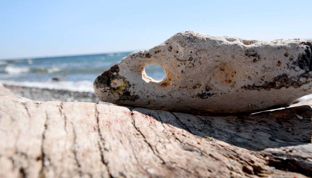 Einzelner Hühnergott mit natürlichem Loch auf Treibholz am Ostseestrand von Rügen.