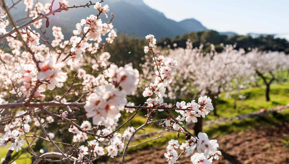 Nahaufnahme von blühenden Mandelzweigen mit sonniger Landschaft auf Mallorca im Hintergrund