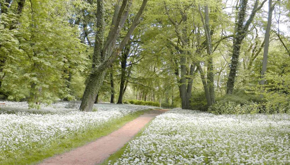 Schlosspark in Putbus auf Rügen mit dichtem Grün und einem schmalen Weg und blühendem Bärlauch.