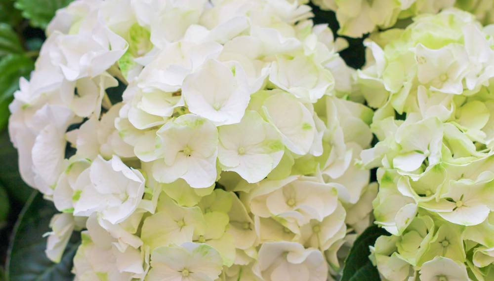 Weiße Rispen-Hortensie der Sorte Kreidefelsen, eine eigens auf Rügen gezüchtete Pflanze und besonderes Mitbringsel.