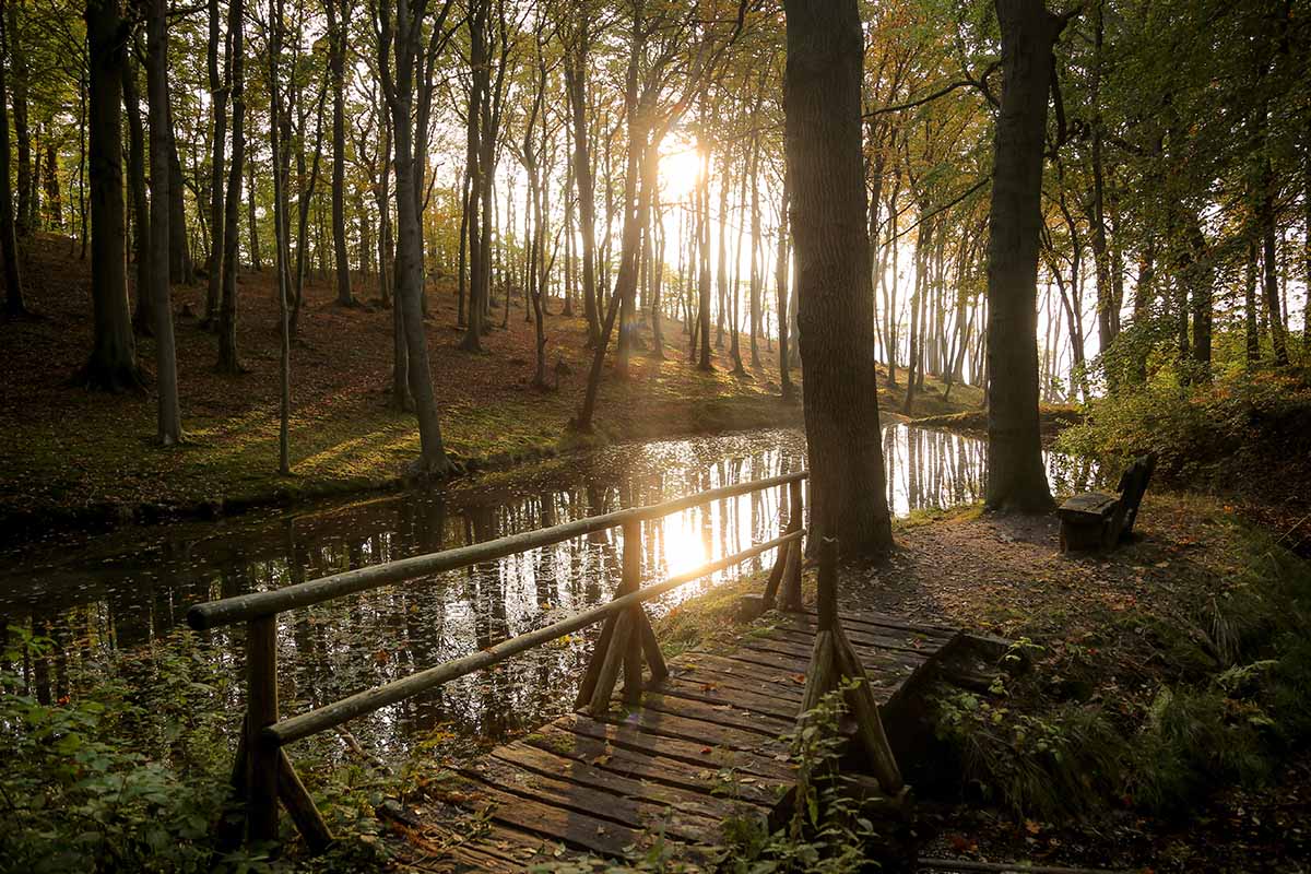Waldweg mit Sitzbank und Holzbrücke, die über einen kleinen See führt, für einen Aktivurlaub im Koopmanns Hotel & Lädchen.