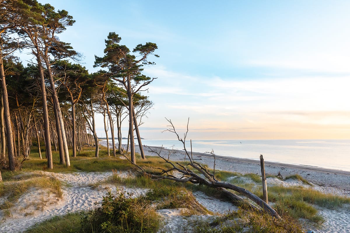 Küstenlandschaft mit hohen Kiefern, Sanddünen und Blick aufs Meer bei Ahrenshoop an der Ostsee.